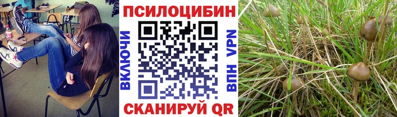 где можно купить   Ливны  даркнет как зайти  Псилоцибиновые грибы Cubensis 